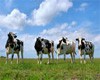 Животноводы Алтайского края будут получать премию Губернатора за достижение наивысших показателей в молочном животноводстве