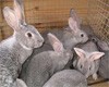 Кубань развивает кролиководство и кооперацию