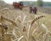 Правительство усилит меры по защите аграриев при вступлении России в ВТО