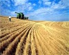 Литовские фермеры создают кооператив для защиты от перекупщиков зерна 