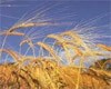 Российские производители зерна против экспортных субсидий в других странах