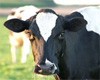 Россельхозбанк направил на финансирование мясо-молочных ферм 49,2 млрд руб.