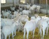 Под Рязанью построят крупнейший в Европе комплекс по разведению коз