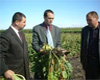 Ставрополье вошло в семерку лучших регионов России по эффективности господдержки сельхозпроизводителей
