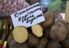 В Украине в этом году урожай картофеля сократится на четверть