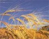 В Ставропольском крае проявится проект по глубокой переработке пшеницы
