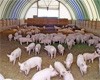 В Башкортостане построят два современных свиноводческих комплекса