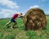 На Орловщине стартовал конкурс для фермеров на соискание грантов