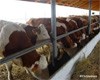 Александр Лукьянов: «Алтайский край имеет все условия для интенсивного развития мясного скотоводства»