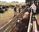 Алтай: в селе Орлеан Благовещенского района открыли новую животноводческую ферму на 340 голов дойного стада