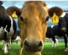 Новозеландским фермерам предложили поддержать мясные кооперативы в «битве» за скот