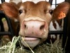 Россельхознадзор проработает возможность поставок скота из Австрии