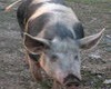 Из-за африканской чумы в Каневском районе уничтожат всех свиней