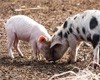 Минсельхоз Россельхознадзора крайне обеспокоены распространением африканской чумы свиней в Тверской области
