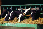 В Пензенской области построят молочные фермы по итальянским технологиям
