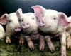 Власти Краснодара примут меры по защите от африканской чумы свиней