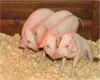 О ситуации с распространением африканской чумы свиней в Тверской области