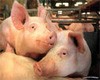 Ветврач: Вспышка чумы свиней могла произойти из-за наводнения в Крымске