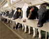Пермь: субсидии на возмещение части затрат на производство и реализацию молочной продукции уже получают