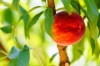 Греческие кооперативы докатили персики до России