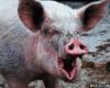 Африканская чума свиней поставила под угрозу «Нашествие»