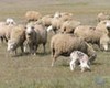 Сбиться в стадо овец заставил собственный эгоизм