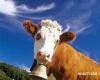 Как сподвигнуть аграриев всерьез заняться молоком